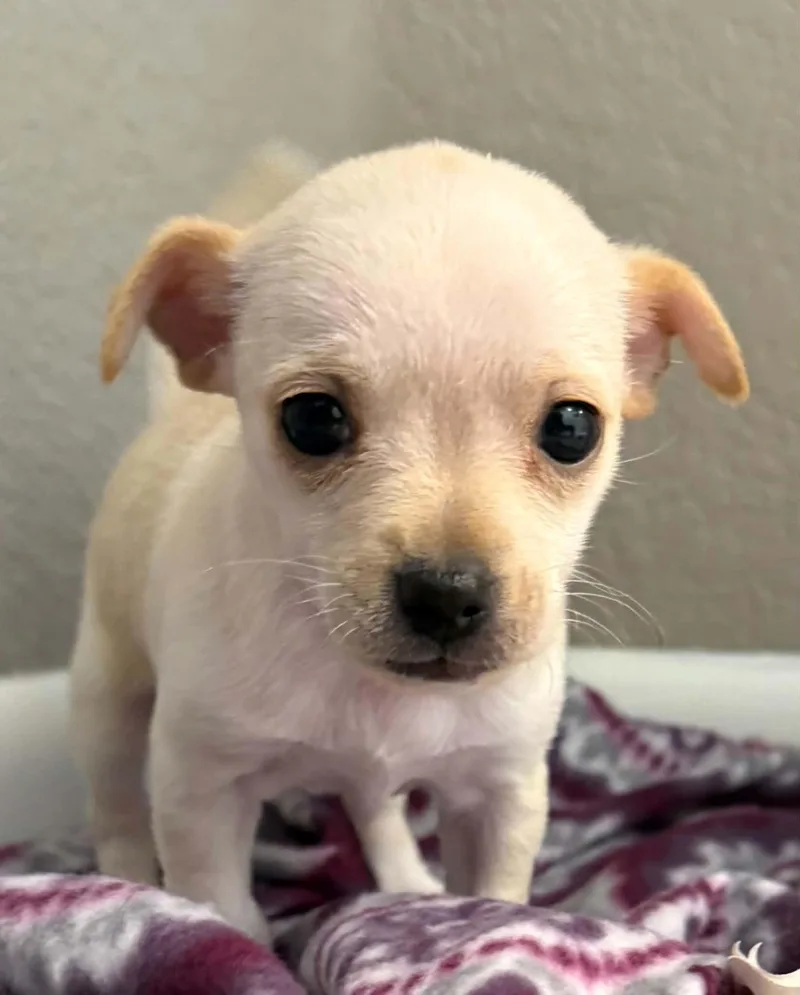 A baby small-sized female Chihuahua dog named Chiquita for adoption in Windsor, CO