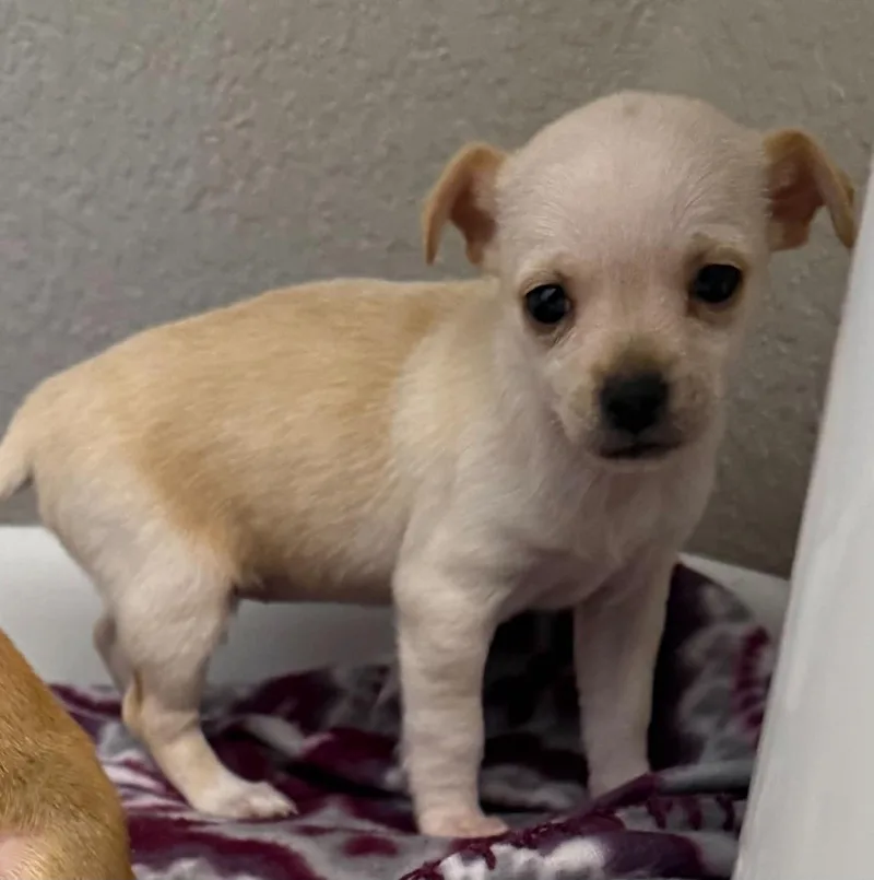 Chiquita thumbnail 2