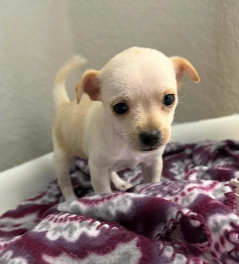 Chiquita thumbnail 3