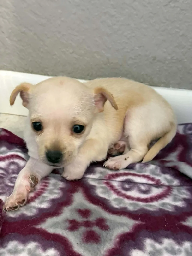 Chiquita thumbnail 4