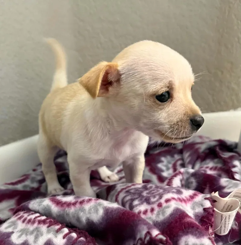 Chiquita thumbnail 5