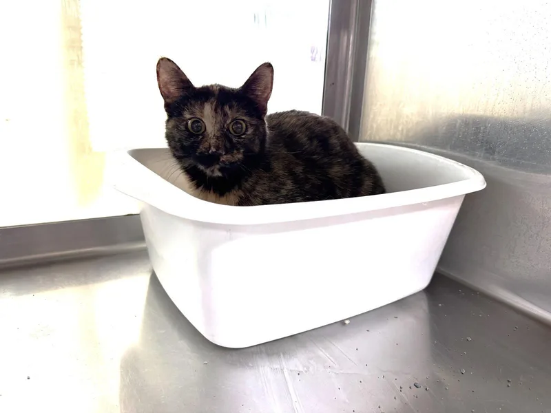 An adult medium-sized female Tortoiseshell cat named Sheena for adoption in Austin, MN