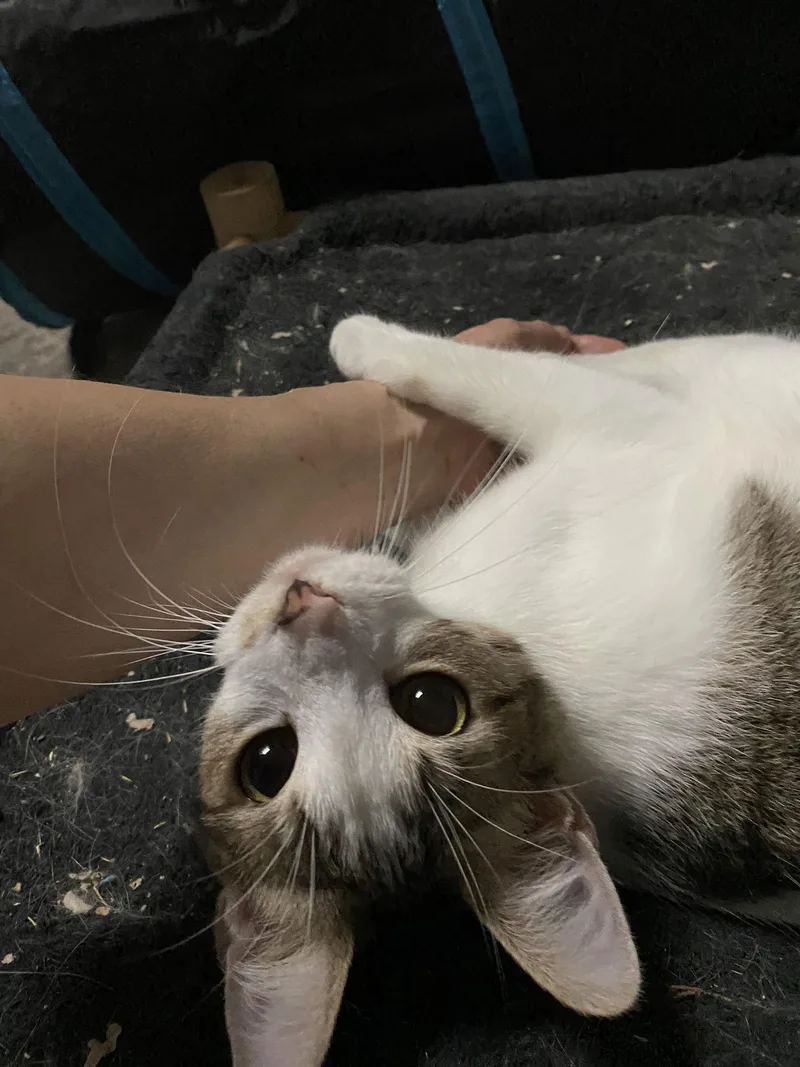 Valentina thumbnail 2