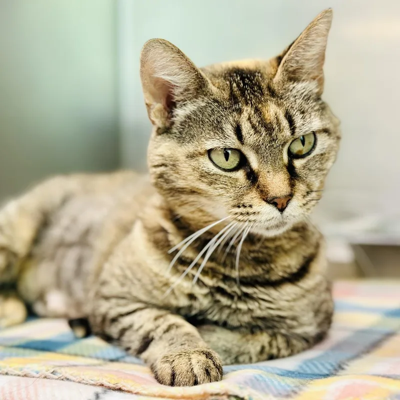 An adult medium-sized female Tabby (Tiger Striped) Domestic Short Hair cat named Fern for adoption in Jackson, NJ