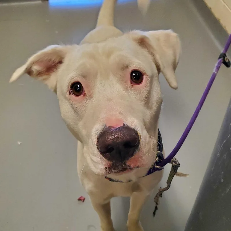 A young medium-sized male White / Cream Mixed Breed dog named Milo for adoption in Asheville, NC
