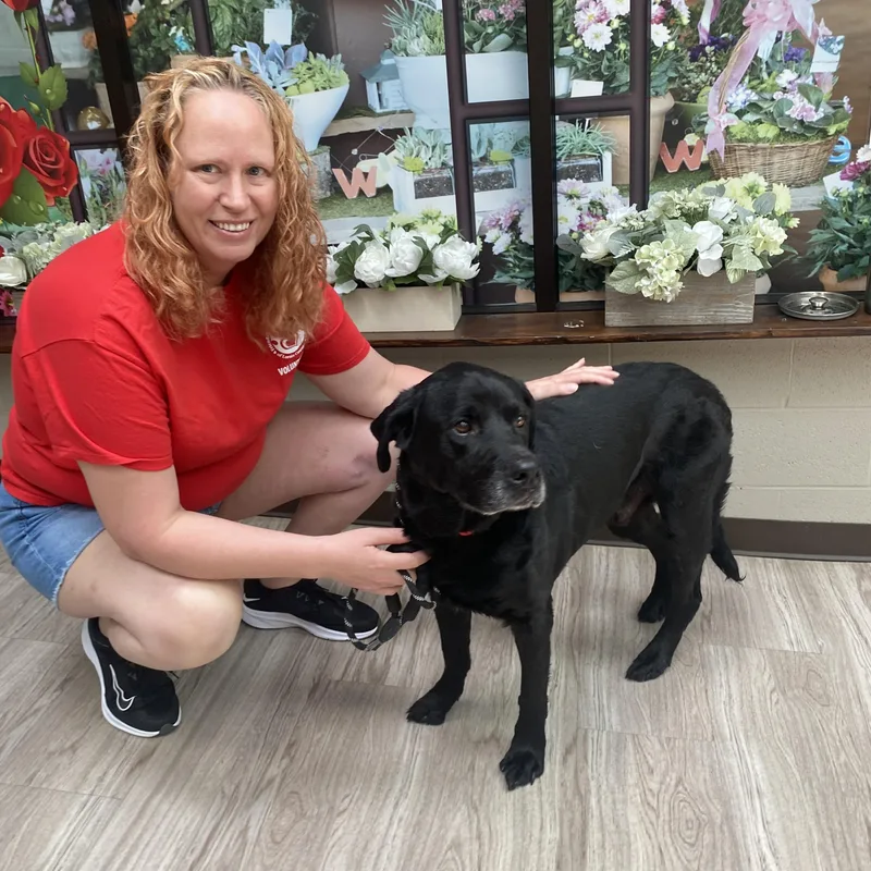 A senior large-sized male Black Labrador Retriever dog named Toby for adoption in Elyria, OH