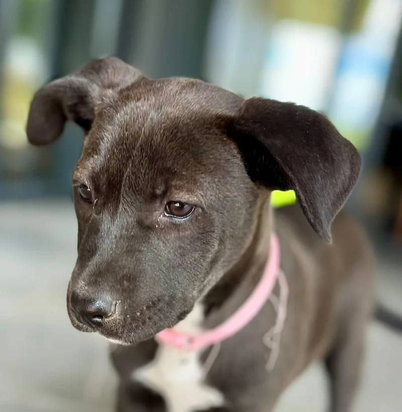 A baby medium-sized female Black Border Collie dog named Jett for adoption in Austin, TX