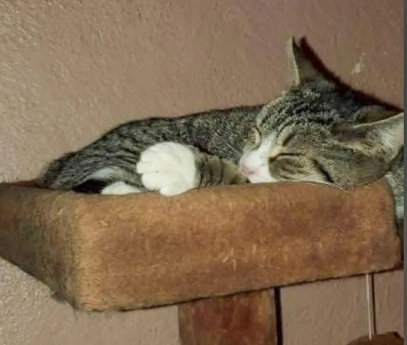 An adult medium-sized female Gray & White Domestic Short Hair cat named Sox for adoption in Elmwood Park, NJ