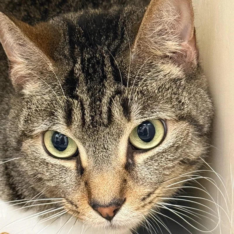 An adult medium-sized female Domestic Short Hair cat named Owl for adoption in Cumming, GA