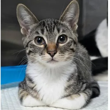 A baby small-sized female Brown / Chocolate Domestic Short Hair cat named Duchess Carlsbad for adoption in Denver, CO