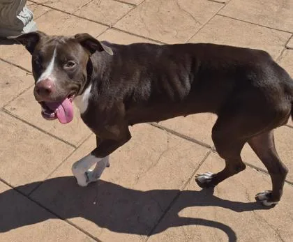 A young large-sized female Labrador Retriever dog named Tessa for adoption in Shreveport, LA