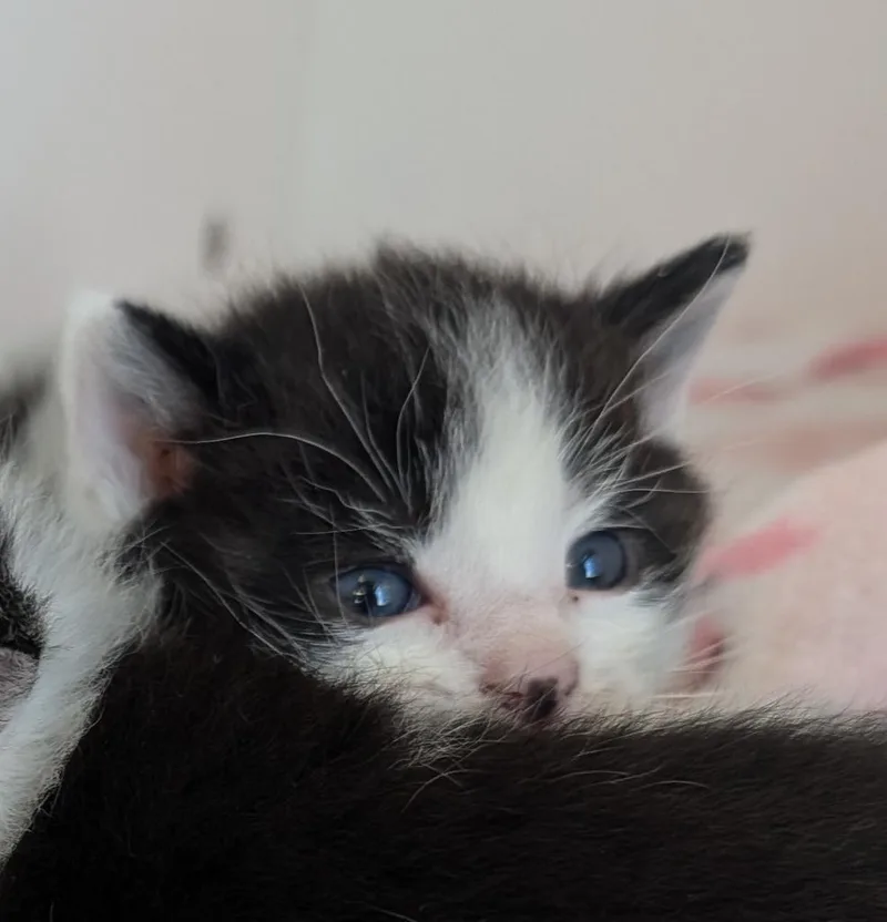 A baby small-sized male American Shorthair cat named Rowan for adoption in Greenfield, IN