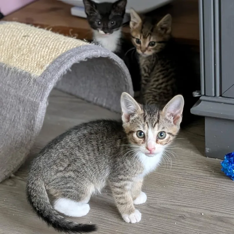 A baby small-sized male Brown / Chocolate Domestic Short Hair cat named Oliver for adoption in Raleigh, NC