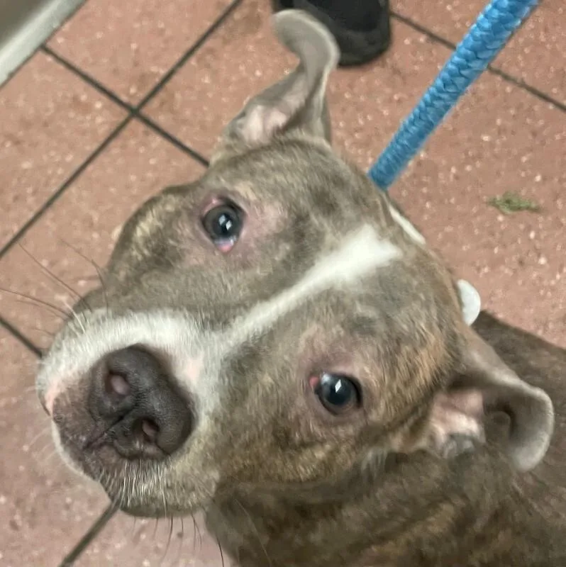 An adult medium-sized female Brindle Mixed Breed dog named Marge for adoption in Cincinnati, OH