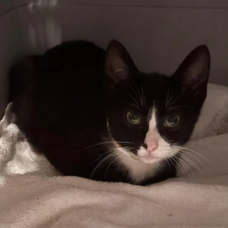 A baby medium-sized female Black & White / Tuxedo Domestic Short Hair cat named Bisquick for adoption in Minneapolis, MN