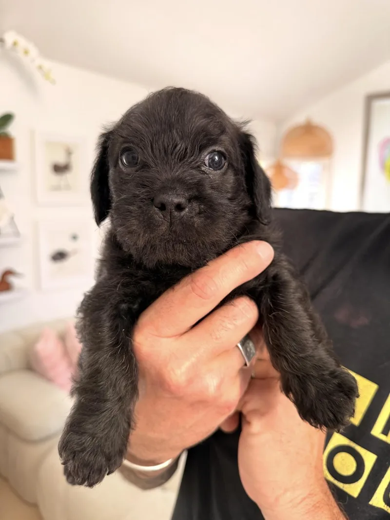 A baby small-sized female Poodle dog named Frannie for adoption in Oceanside , CA