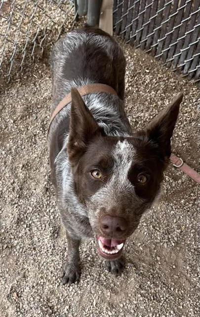 A young large-sized female Australian Cattle Dog / Blue Heeler dog named Rooster for adoption in Tucson, AZ