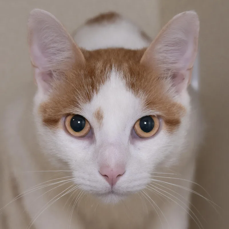 An adult medium-sized male Orange & White Domestic Short Hair cat named Luther for adoption in Victor, NY