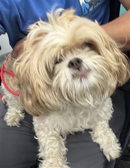 An adult small-sized female Mixed Breed dog named Honey for adoption in Dallas, TX