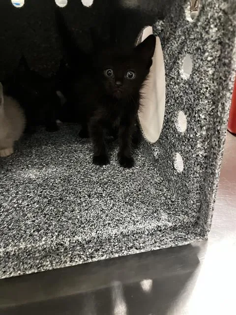 A baby small-sized male Domestic Short Hair cat named Swat for adoption in Dallas, TX