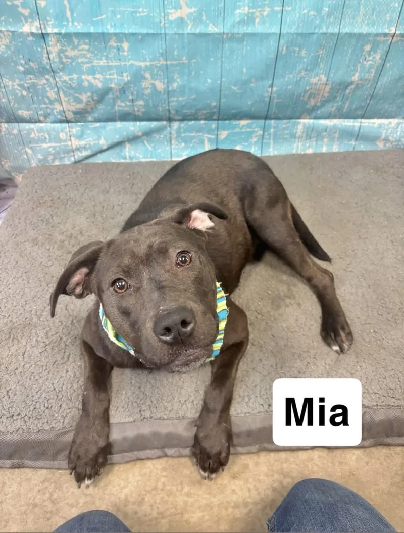 An adult large-sized female Labrador Retriever dog named Mia for adoption in Manchester, CT
