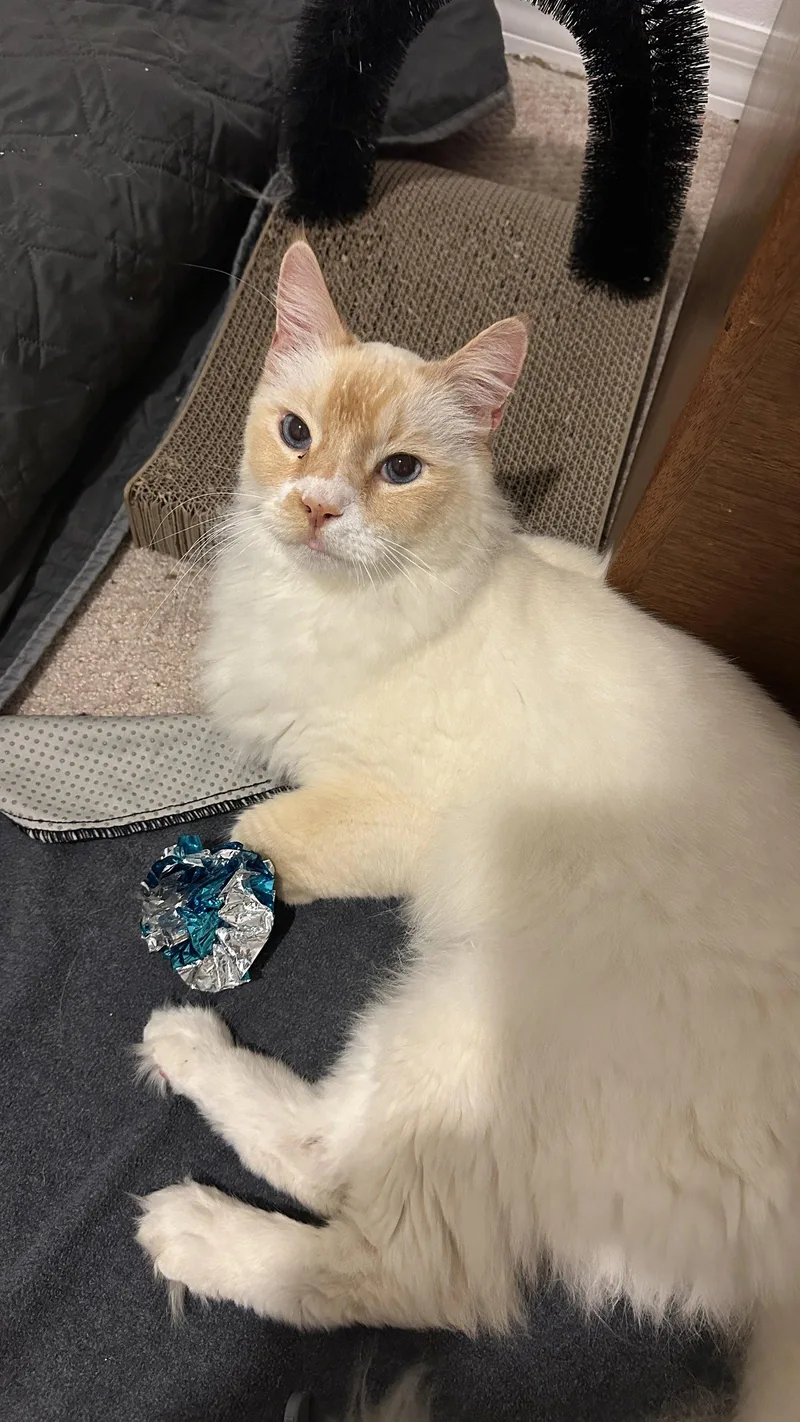 An adult medium-sized male Domestic Medium Hair cat named Creamsicle for adoption in Royal Palm Beach, FL