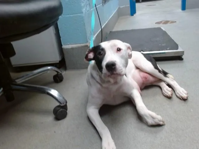 An adult medium-sized female American Staffordshire Terrier dog named Wera for adoption in Albuquerque, NM