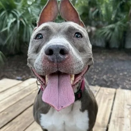 An adult medium-sized female Gray / Blue / Silver Mixed Breed dog named Gigi for adoption in Charleston, SC