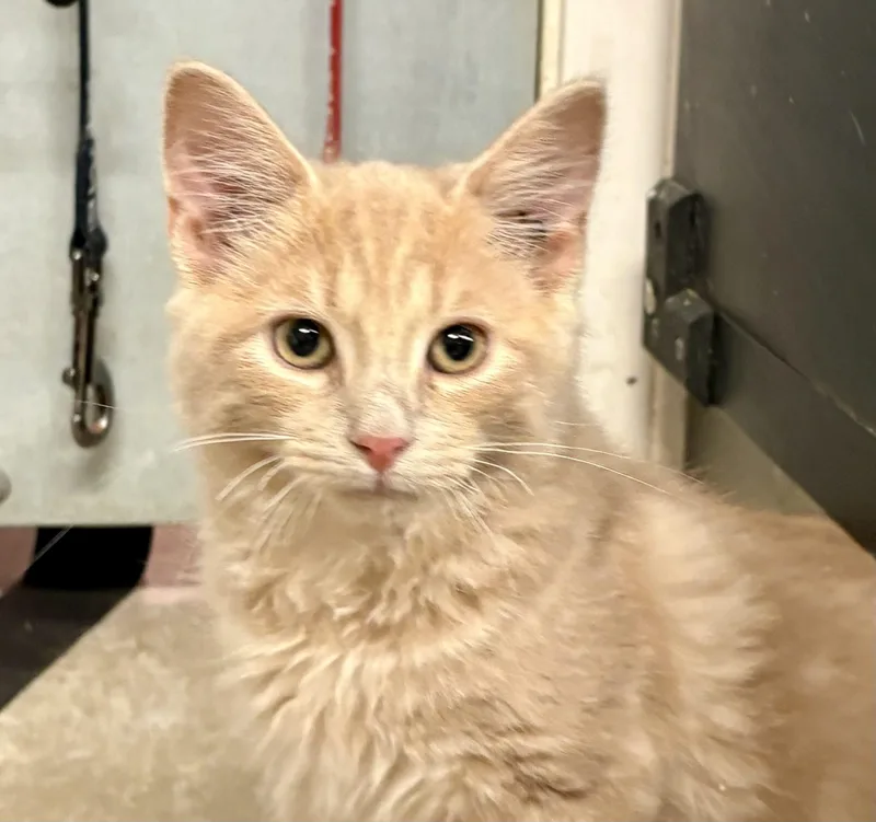 Micah