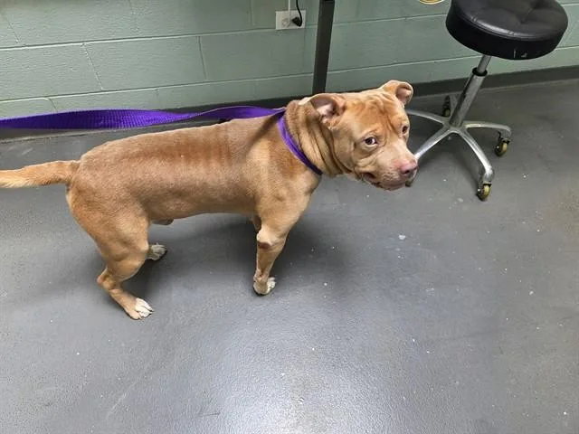 A young large-sized male Pit Bull Terrier dog named Thistle for adoption in Antioch, CA