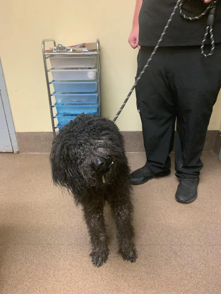 A young medium-sized female Mixed Breed dog named Calista for adoption in Florence, SC