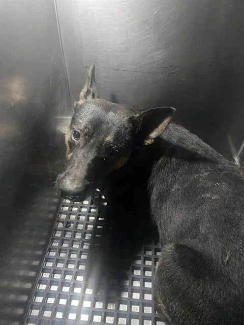 An adult large-sized male Mixed Breed dog named Dasher for adoption in Dallas, TX
