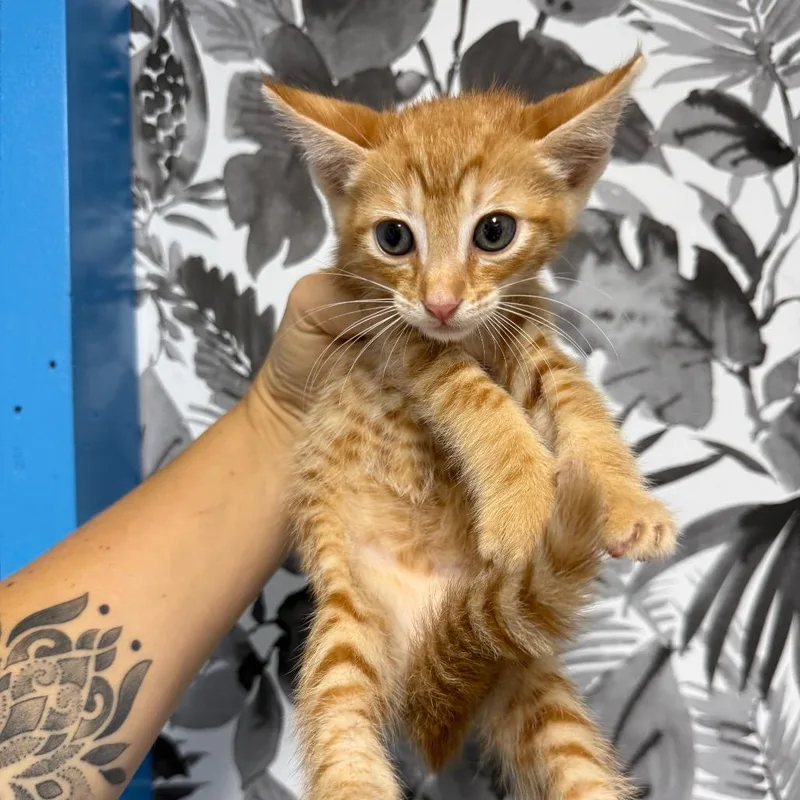 A baby small-sized male Orange / Red Domestic Short Hair cat named Cozmo for adoption in Wahiawa, HI