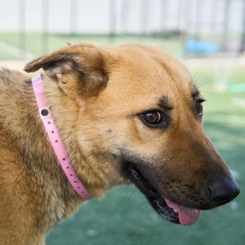 An adult medium-sized female Black Mixed Breed dog named Nicole for adoption in Memphis, TN