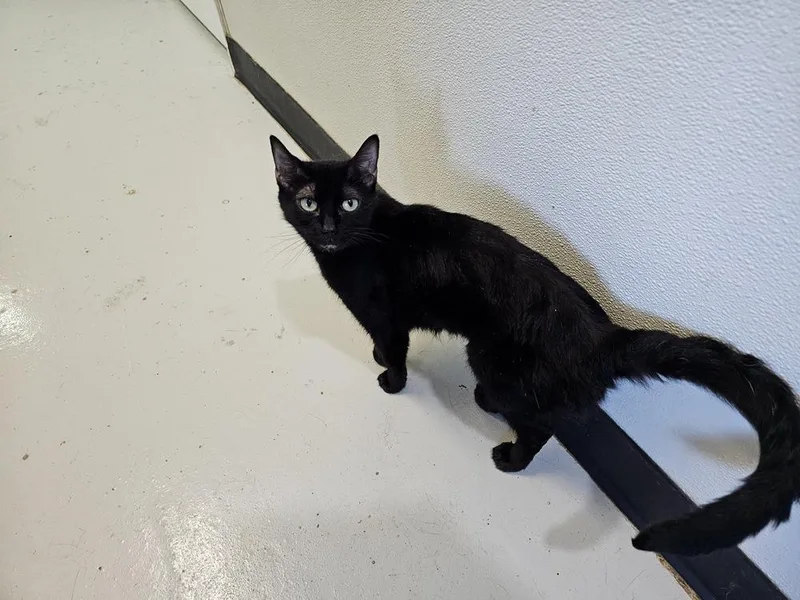 An adult small-sized female Black Domestic Short Hair cat named Ruby Rose for adoption in Bossier City, LA