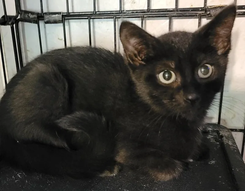 Luz And Meadow thumbnail 3