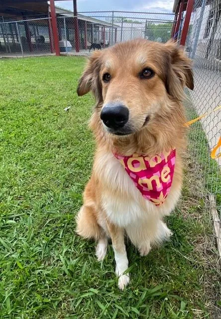 An adult medium-sized female Red / Chestnut / Orange Anatolian Shepherd dog named Poppy for adoption in Fayetteville, AR