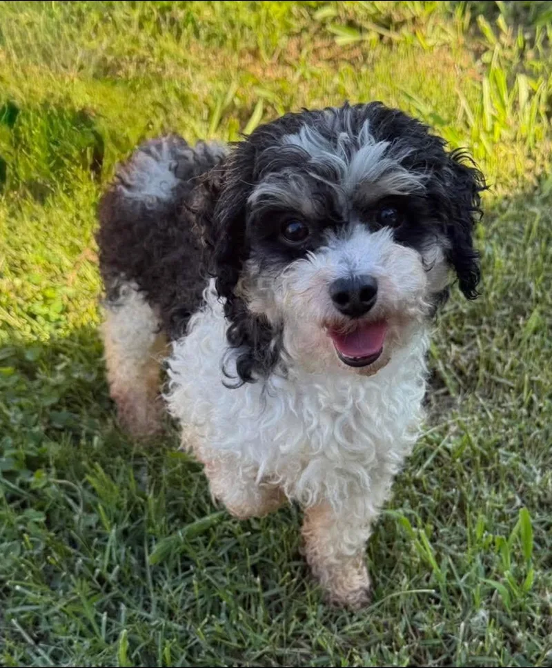 An adult small-sized male Poodle (Toy) dog named Silver for adoption in Anniston, AL