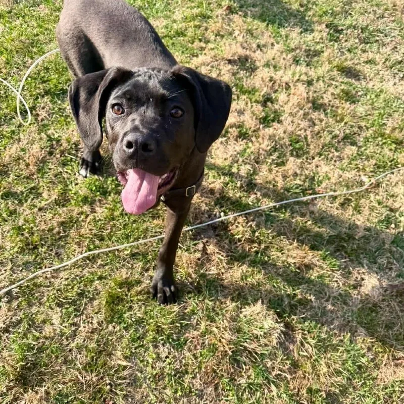 A young medium-sized male Black American Staffordshire Terrier dog named Fitz for adoption in Long Island City, NY