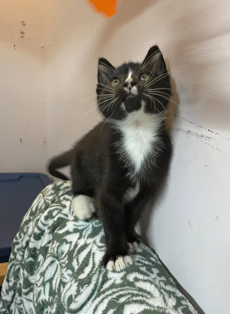 A baby medium-sized male Black & White / Tuxedo Domestic Medium Hair cat named Peter for adoption in Stover, MO