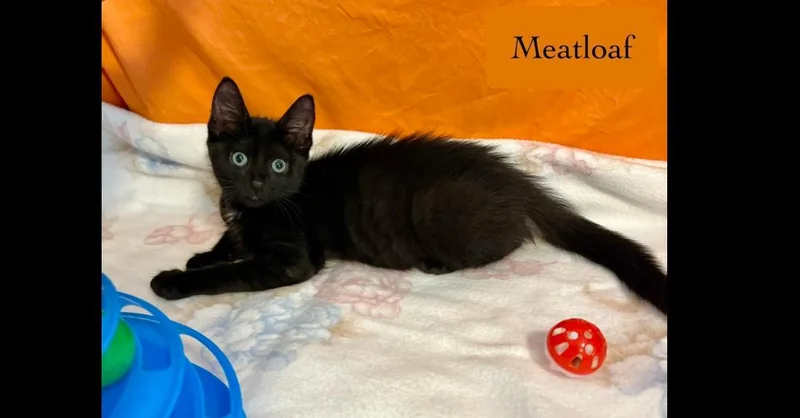 A baby small-sized male Black Domestic Short Hair cat named Meatloaf for adoption in Chalfont, PA
