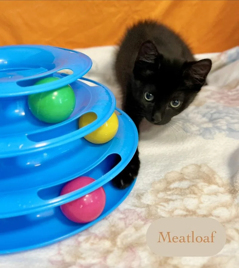 Meatloaf thumbnail 2