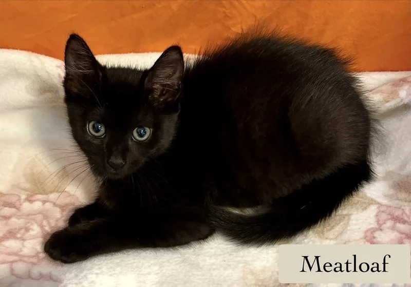 Meatloaf thumbnail 3