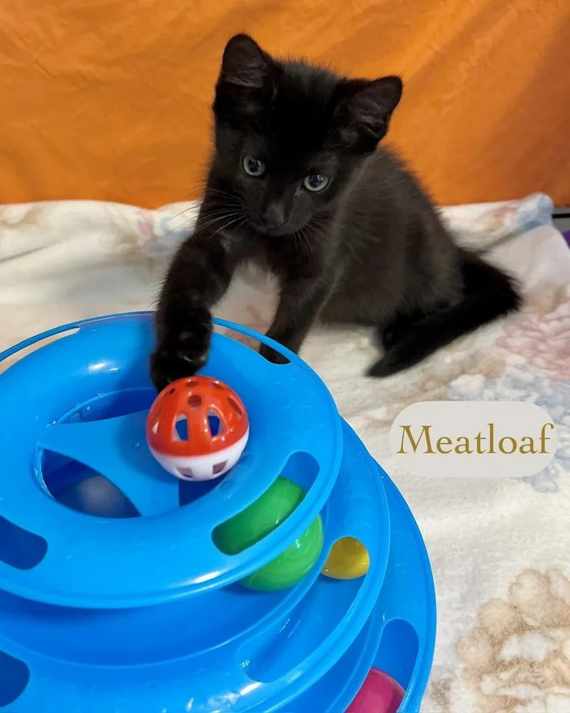 Meatloaf thumbnail 4