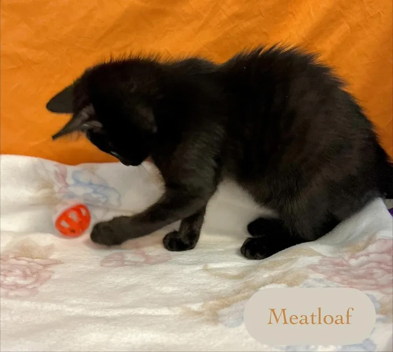Meatloaf thumbnail 5