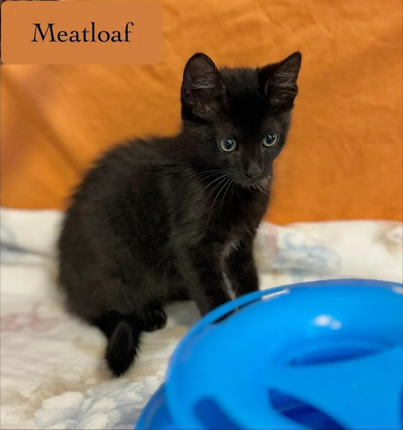 Meatloaf thumbnail 6