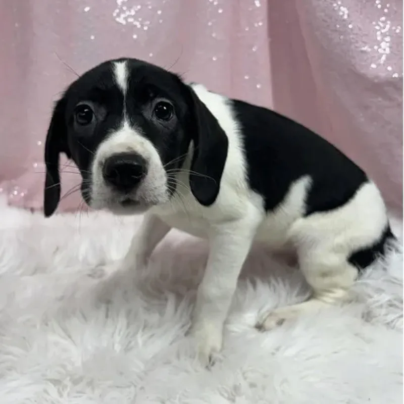 A baby medium-sized female Black Husky dog named Journey for adoption in Cedarburg, WI