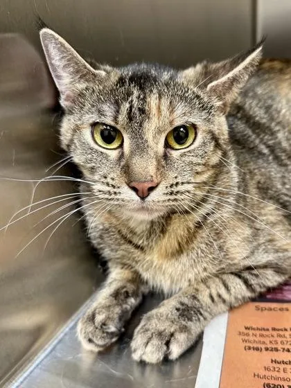 An adult medium-sized female Black Domestic Short Hair cat named Pusheen for adoption in Wichita, KS