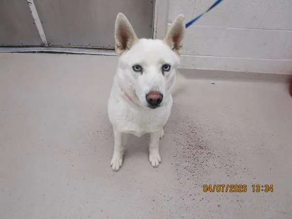 An adult large-sized female Siberian Husky dog named Glacier for adoption in Marietta, GA