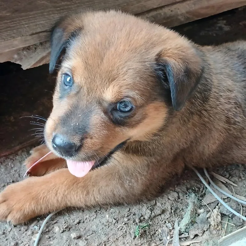 A baby small-sized male Brown / Chocolate Shepherd dog named Rebel for adoption in Edinburg, TX